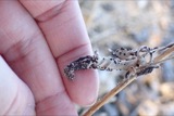 A photograph of the species Puccinia helianthi, not of this specimen