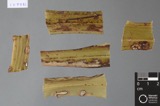 A photograph of the species Cercospora apii, not of this specimen