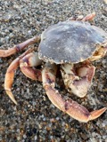 A photograph of the species Cancer irroratus, not of this specimen