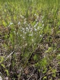 A photograph of the species Trichophorum alpinum, not of this specimen