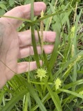A photograph of the species Carex grayi, not of this specimen