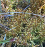 A photograph of the species Hamatocaulis vernicosus, not of this specimen
