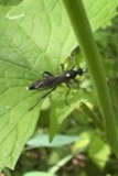 A photograph of the species Vulgichneumon brevicinctor, not of this specimen