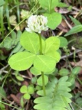 A photograph of the species Trifolium stoloniferum, not of this specimen