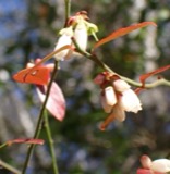 A photograph of the species Vaccinium corymbosum, not of this specimen