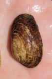 A photograph of the species Paetulunio fabalis, not of this specimen