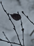 A photograph of the species Betula pumila, not of this specimen