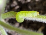 A photograph of the species Pristiphora Latreille, not of this specimen