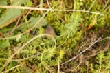 A photograph of the species Galium verum, not of this specimen