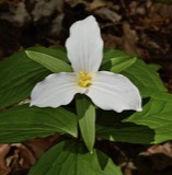 A photograph of the species Trillium grandiflorum, not of this specimen