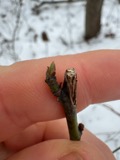 A photograph of the species Sassafras J.Presl, not of this specimen