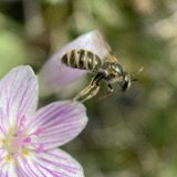 A photograph of the species Halictus confusus, not of this specimen