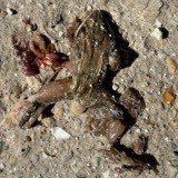 A photograph of the species Lithobates sylvaticus, not of this specimen