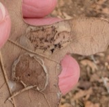 A photograph of the species Taphrina caerulescens, not of this specimen