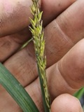A photograph of the species Carex lacustris, not of this specimen
