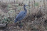 A photograph of the species Ardea herodias, not of this specimen