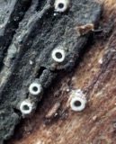 A photograph of the species Stictis Pers., not of this specimen