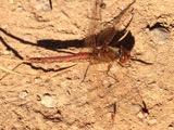 A photograph of the species Sympetrum Newman, not of this specimen