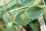 A photograph of the species Uromyces Unger, not of this specimen