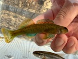 A photograph of the species Etheostoma blennioides, not of this specimen