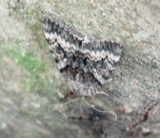 A photograph of the species Catocala epione, not of this specimen