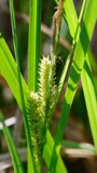 A photograph of the species Carex hyalinolepis, not of this specimen