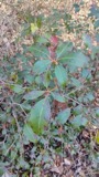 A photograph of the species Kalmia latifolia, not of this specimen