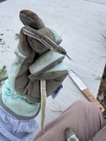 A photograph of the species Tropidoclonion lineatum, not of this specimen