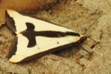 A photograph of the species Haploa clymene, not of this specimen