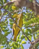 A photograph of the species Setophaga aestiva, not of this specimen