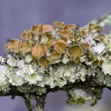 A photograph of the species Parmotrema perforatum, not of this specimen
