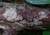 A photograph of the species Phlebiella vaga, not of this specimen
