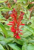 A photograph of the species Lobelia cardinalis, not of this specimen