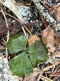 A photograph of the species Coptis trifolia, not of this specimen