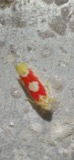 A photograph of the species Eratoneura hartii, not of this specimen