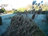 A photograph of the species Dipsacus fullonum, not of this specimen