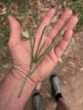 A photograph of the species Eleusine indica, not of this specimen