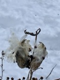A photograph of the species Asclepias syriaca, not of this specimen