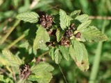 A photograph of the species Malvastrum A.Gray, not of this specimen