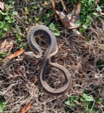 A photograph of the species Thamnophis Fitzinger, not of this specimen