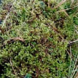 A photograph of the species Hypnum jutlandicum, not of this specimen
