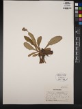 A photograph of the species Saxifraga sullivantii, not of this specimen