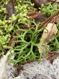 A photograph of the species Diphasiastrum complanatum, not of this specimen