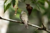 A photograph of the species Empidonax virescens, not of this specimen