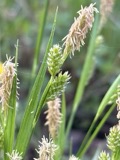 A photograph of the species Carex pallescens, not of this specimen