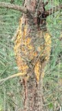A photograph of the species Cronartium fusiforme, not of this specimen