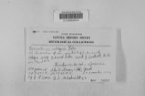 A photograph of the species Tubercularia vulgaris, not of this specimen