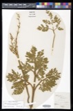 A photograph of the species Botrychium multifidum, not of this specimen