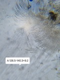 A photograph of the species Sclerotinia sclerotiorum, not of this specimen