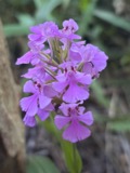 A photograph of the species Platanthera peramoena, not of this specimen